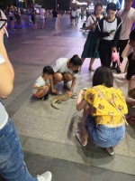 郑州女子街头遛蜥蜴被抓?真实情况是这样的 - 河南一百度