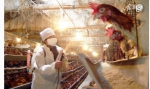 养鸡场带鸡消毒的重要意义 - 郑州新闻热线