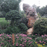 郑州这个公园内，立体花坛五彩缤纷 - 河南一百度