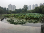 郑州积极“备考”国家生态园林城市！河南目前仅这个城市获此荣誉 - 河南一百度