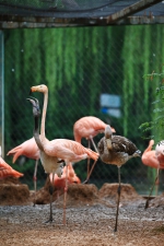 双节来临，郑州市动物园又添动物新成员 - 河南一百度