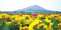 郑州这个贫困山村培育菊花“被逼”意外成景区 500亩菊花免费观看 - 河南一百度