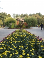 除了开封，郑州也能赏菊花：人民公园4万盆菊花绽放 - 河南一百度