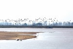 露为霜鹭南翔 河南黄河湿地再现一年一度的候鸟南迁盛况 - 河南一百度