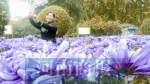郑州市人民公园菊花展开幕 4万多盆菊花等你大饱眼福 - 河南一百度
