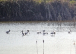 越来越多的鸟儿选择在黄河湿地安家 “不打扰”是你最好的呵护 - 河南一百度