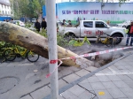 路面突然塌陷 郑州60多岁老法桐轰然倒下一老人受伤 热力管道泄露导致 - 河南一百度
