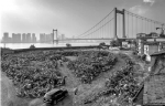 “无处安放”的共享单车：摄影师寻访30城 “坟场”画面冲击视觉 - 河南频道新闻