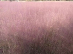 初冬的郑州西流湖公园，美似春天，姹紫嫣红! - 河南一百度