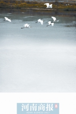 郑州贾鲁河悄然出现了数十只白鹭（图） - 河南一百度