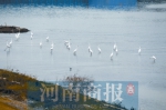 郑州贾鲁河悄然出现了数十只白鹭（图） - 河南一百度