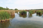 河南在黄河干流沿线建湿地公园群 郑州黄河中央湿地公园将打造成四个景区 - 河南一百度