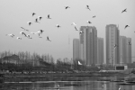 贾鲁河将成为郑州市区最大的一条“生态廊道” - 河南一百度