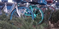 无立足之地!郑州一些共享单车被扔在绿化带里 - 河南一百度