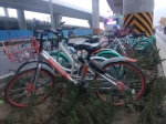 无立足之地!郑州一些共享单车被扔在绿化带里 - 河南一百度