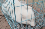 白狐？郑州一大学里出现一只“流浪狗” 救护时才知它身份不凡 - 河南一百度