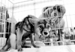 河南禁养犬种名单公布 网友：与其禁犬不如管好养犬人 - 河南频道新闻