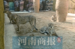 郑州市动物园取暖设备齐上阵 动物们上演“花式取暖” - 河南一百度
