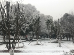 同一个郑州，不同的雪景！ - 河南一百度