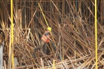 郑州奥体中心建设记：高峰期6000人同时施工，24小时不间断 - 河南一百度
