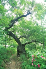 河南省人大代表、政协委员将一起为古树名木把脉 - 河南一百度