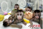 中国科学家创建世界首例生物节律紊乱体细胞克隆猴模型 - 河南频道新闻
