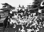 郑州紫荆山公园20多只和平鸽陆续失踪 竟成六人腹中餐 - 河南一百度