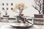 郑州碧沙岗公园展出200多件蜡梅梅花盆景 - 河南一百度
