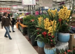 大年初二，郑州花卉市场人流如织! - 河南一百度