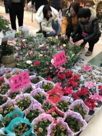 大年初二，郑州花卉市场人流如织! - 河南一百度