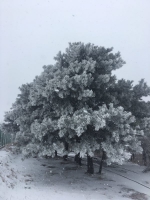 绿城飘雪花、嵩山结雾凇 没见过树挂的都来瞅瞅 - 河南一百度