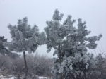 绿城飘雪花、嵩山结雾凇 没见过树挂的都来瞅瞅 - 河南一百度