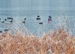 郑州城区来了“稀客” 全球极濒危鸟类青头潜鸭现身龙子湖 - 河南一百度