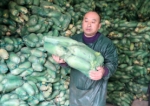 消息可靠!郑州好心人，68万斤萝卜免费送，可用车拉… - 河南一百度