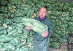 60多万斤萝卜免费送 - 河南频道新闻