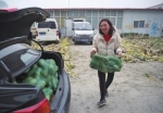 60多万斤萝卜免费送 - 河南频道新闻