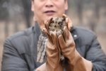 世界野生动植物日：郑州市林业局送72只伤愈鸟重返大自然 - 河南一百度