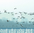 白天鹅又来串门了！郑州北龙湖湿地公园出现近百只天鹅 - 河南一百度