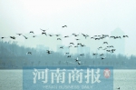 白天鹅又来串门了！郑州北龙湖湿地公园出现近百只天鹅 - 河南一百度