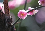 绿城郑州进入最美赏花季 跟着古诗去赏花 - 河南一百度