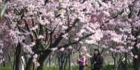 武汉东湖樱花节开幕 - 河南频道新闻