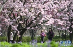 武汉东湖樱花节开幕 - 河南频道新闻
