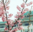武汉大学的樱花开了！3月28日至30日将迎来盛花期 - 河南频道新闻