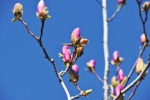碧沙岗的海棠花、紫荆山的紫荆花……郑州市区各公园进入最佳赏花期 - 河南一百度