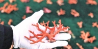 郑州海关查获5.2公斤红珊瑚 还查获千余支人体胎盘素针剂 - 河南一百度