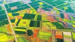 宝丰县油菜花色彩斑斓 犹如镶嵌在大地上的“调色板” - 河南频道新闻