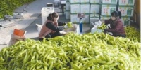 蔬菜界"黑马" 价格一年暴涨超80% 辣椒为何“辣翻天”？ - 河南频道新闻