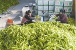 蔬菜界"黑马" 价格一年暴涨超80% 辣椒为何“辣翻天”？ - 河南频道新闻