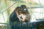 郑州市动物园添了不少“新宝贝” 等你来打卡 - 河南一百度