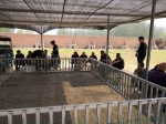 郑州警方破获一起新型赌博案件 87人参与“斗狗”被抓获 - 河南一百度